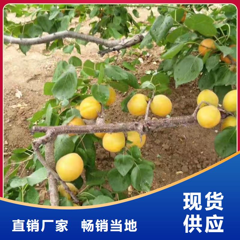 【杏】杏树苗价格地道