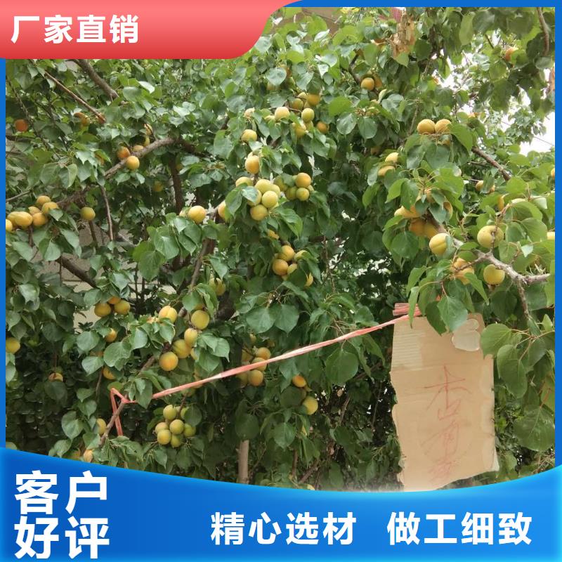 苹果苗视频-荆门市苹果苗-此地可服务区域掇刀|钟祥|咸宁|恩施|十堰|鄂州|宜昌