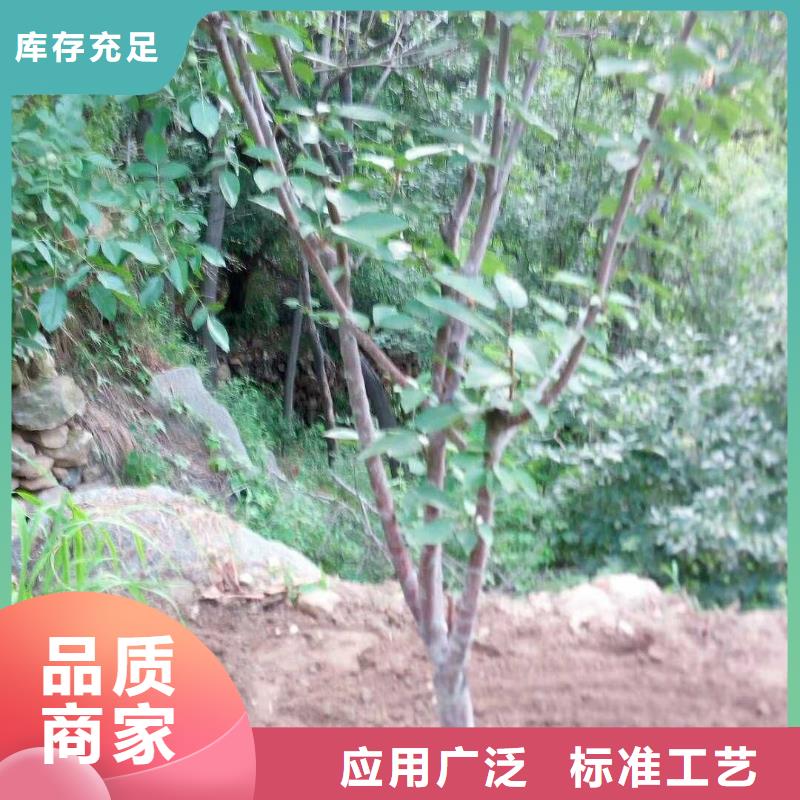 杏苹果苗质量层层把关