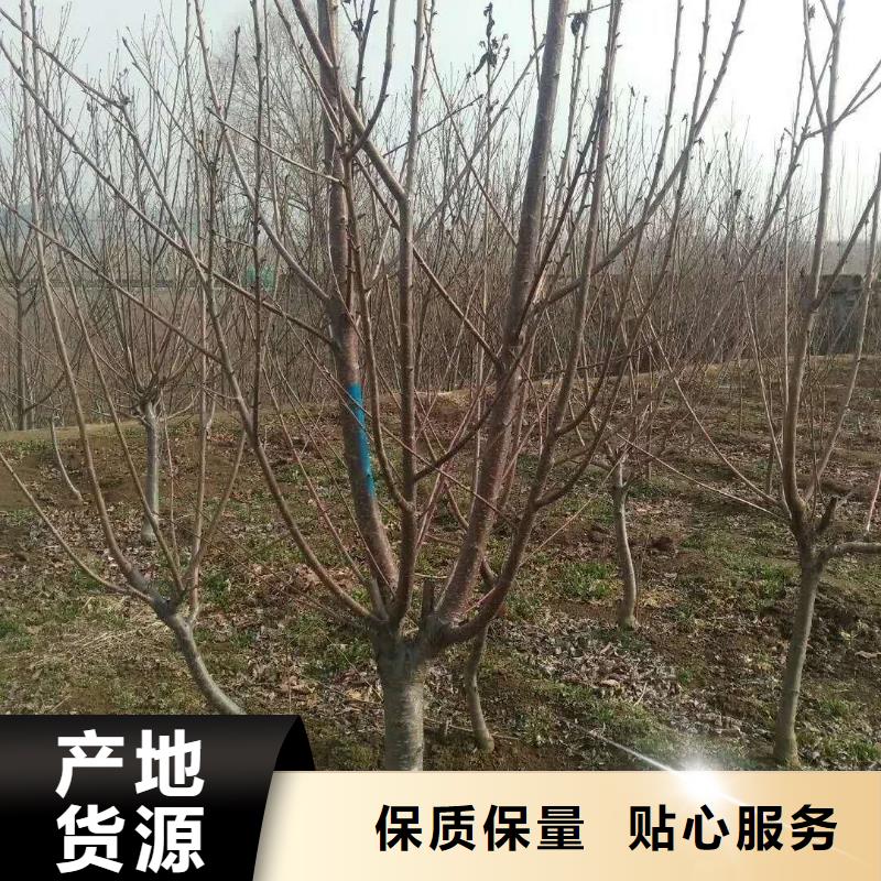 苹果苗视频-荆门市苹果苗-此地可服务区域掇刀|钟祥|咸宁|恩施|十堰|鄂州|宜昌