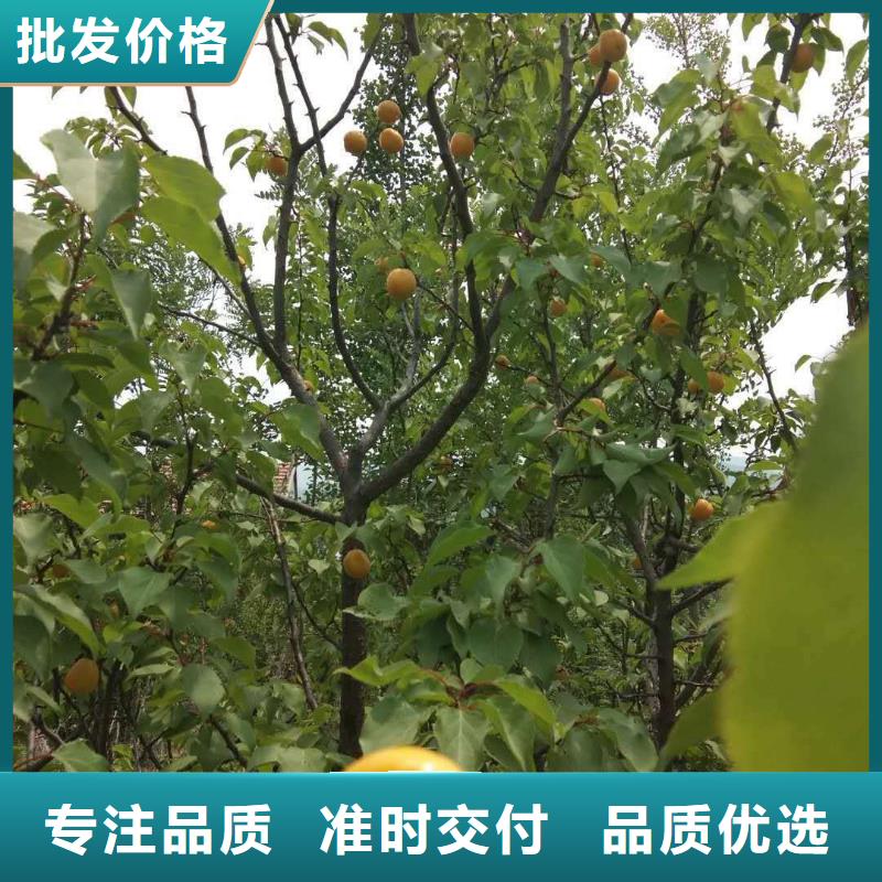 苹果苗视频-荆门市苹果苗-此地可服务区域掇刀|钟祥|咸宁|恩施|十堰|鄂州|宜昌