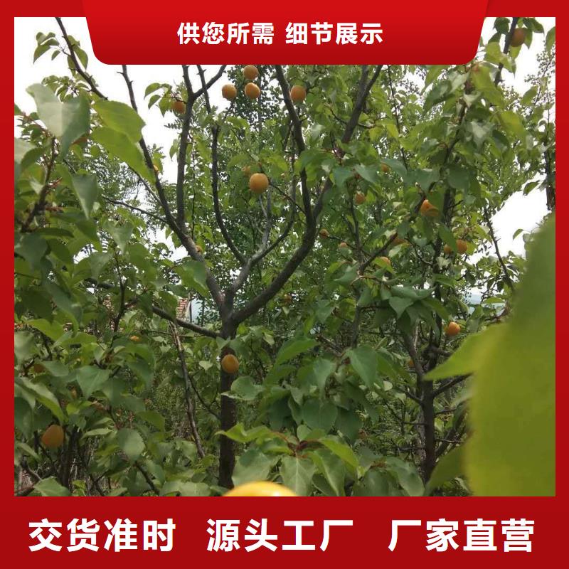 轩园苹果苗杏【樱桃苗】物美价优