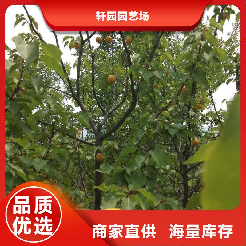 苹果苗视频-苹果苗|唐山市|古冶|迁安|廊坊|秦皇岛|邯郸|张家口