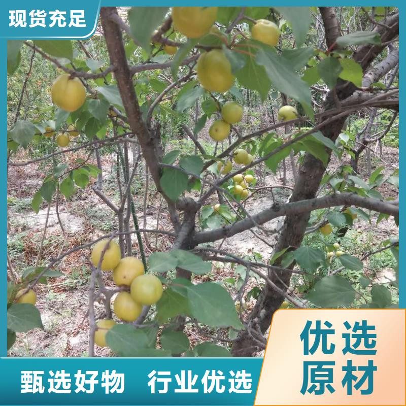 苹果苗视频-荆门市苹果苗-此地可服务区域掇刀|钟祥|咸宁|恩施|十堰|鄂州|宜昌