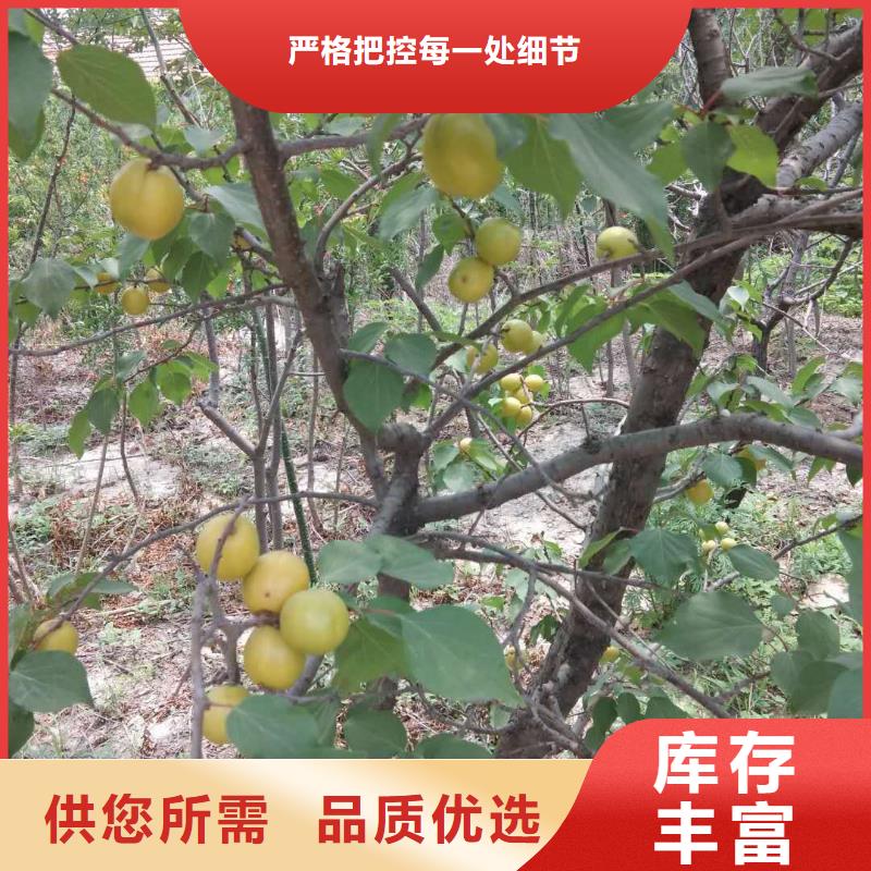 苹果苗视频-黔西南|黔南|贵阳|安顺|黔东南|遵义轩园苹果苗_ 轩园园艺场(贵州省分公司)
