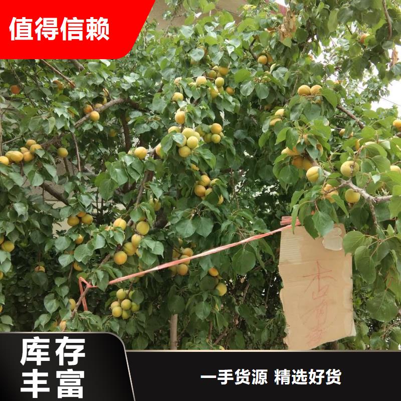轩园苹果苗杏【樱桃苗】物美价优