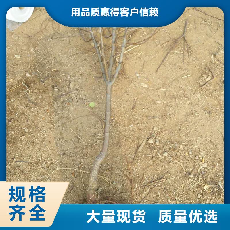 轩园苹果苗杏【樱桃苗】物美价优