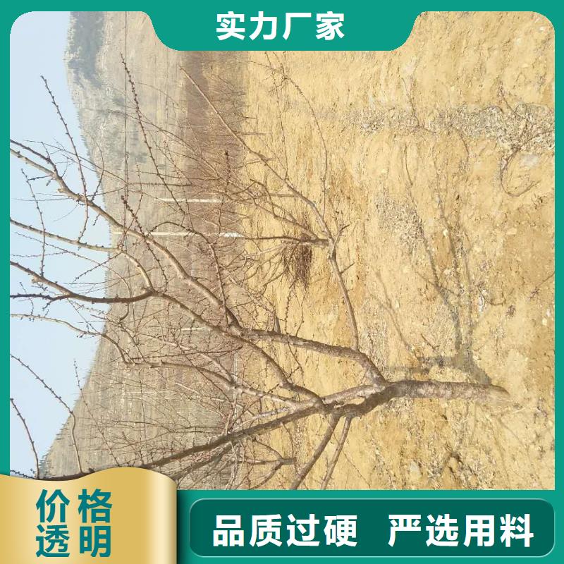 杏蓝莓苗批发货源
