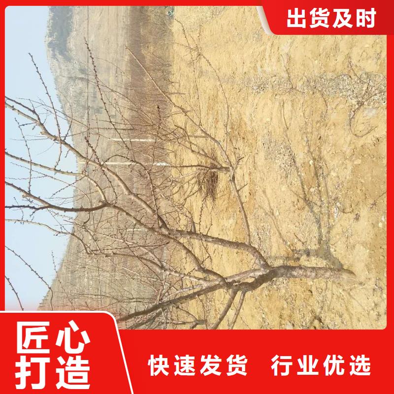 轩园苹果苗杏【樱桃苗】物美价优