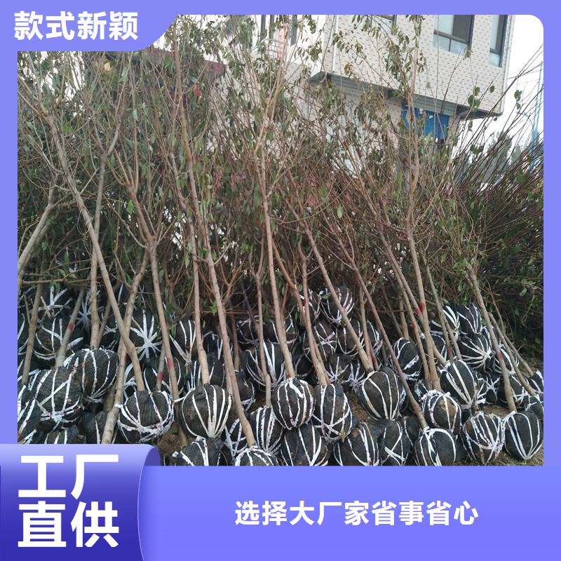 杏蓝莓苗批发货源