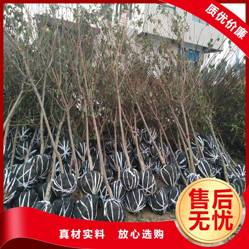 轩园苹果苗杏【樱桃苗】物美价优