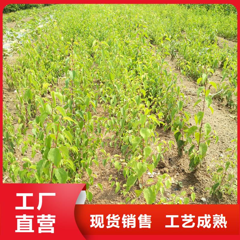 【杏】杏树苗价格地道