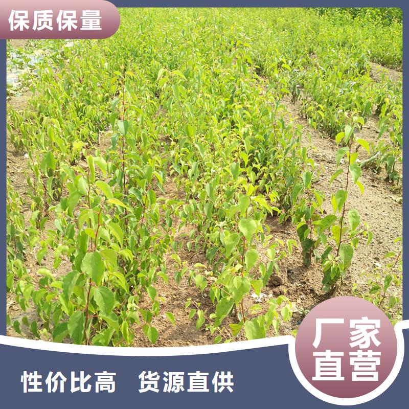 苹果苗视频-苹果苗|唐山市|古冶|迁安|廊坊|秦皇岛|邯郸|张家口