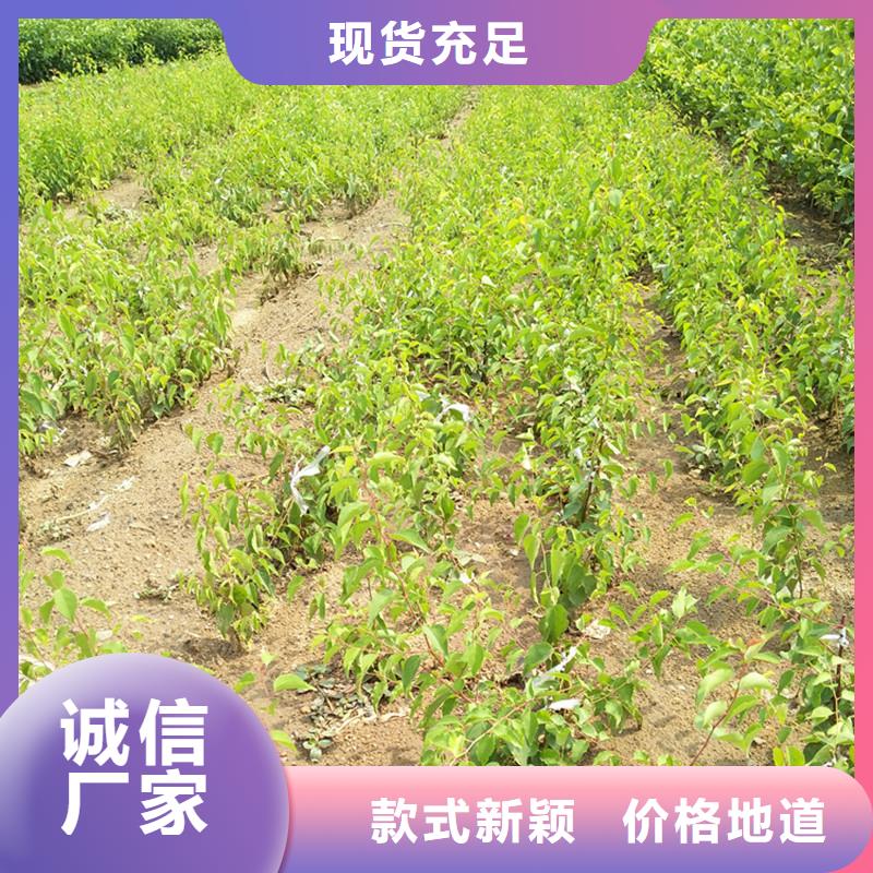 【杏】杏树苗价格地道