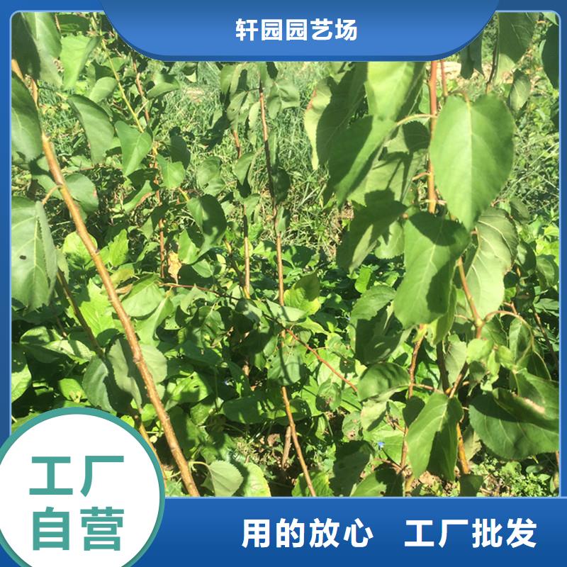 苹果苗视频-苹果苗|唐山市|古冶|迁安|廊坊|秦皇岛|邯郸|张家口