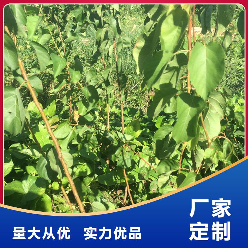 苹果苗视频-黔西南|黔南|贵阳|安顺|黔东南|遵义轩园苹果苗_ 轩园园艺场(贵州省分公司)