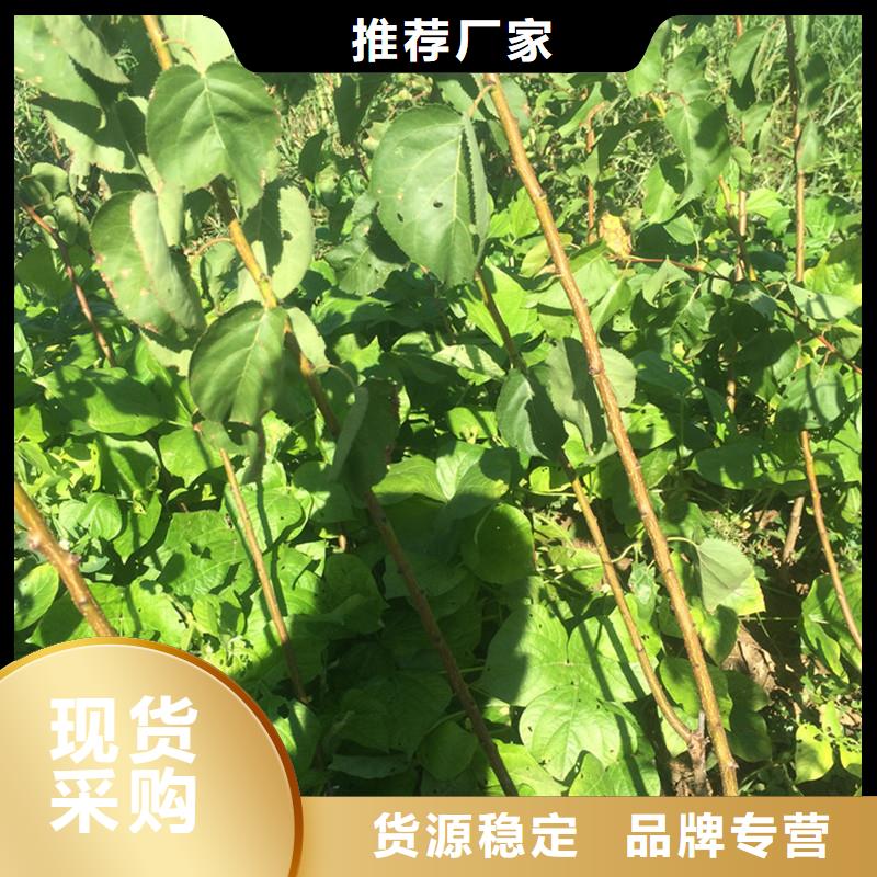 苹果苗视频-黔西南|黔南|贵阳|安顺|黔东南|遵义轩园苹果苗_ 轩园园艺场(贵州省分公司)
