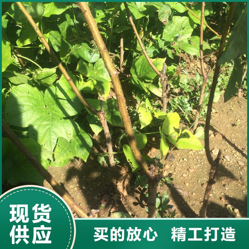 杏蓝莓苗批发货源