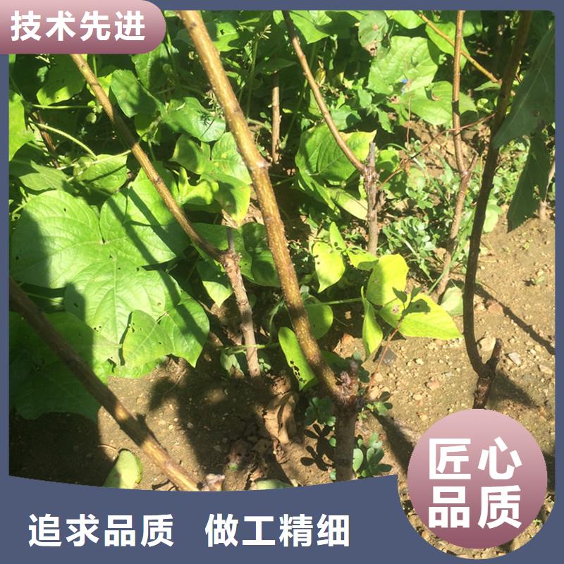 杏-板栗苗专业品质