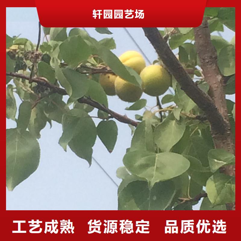 杏-板栗苗专业品质