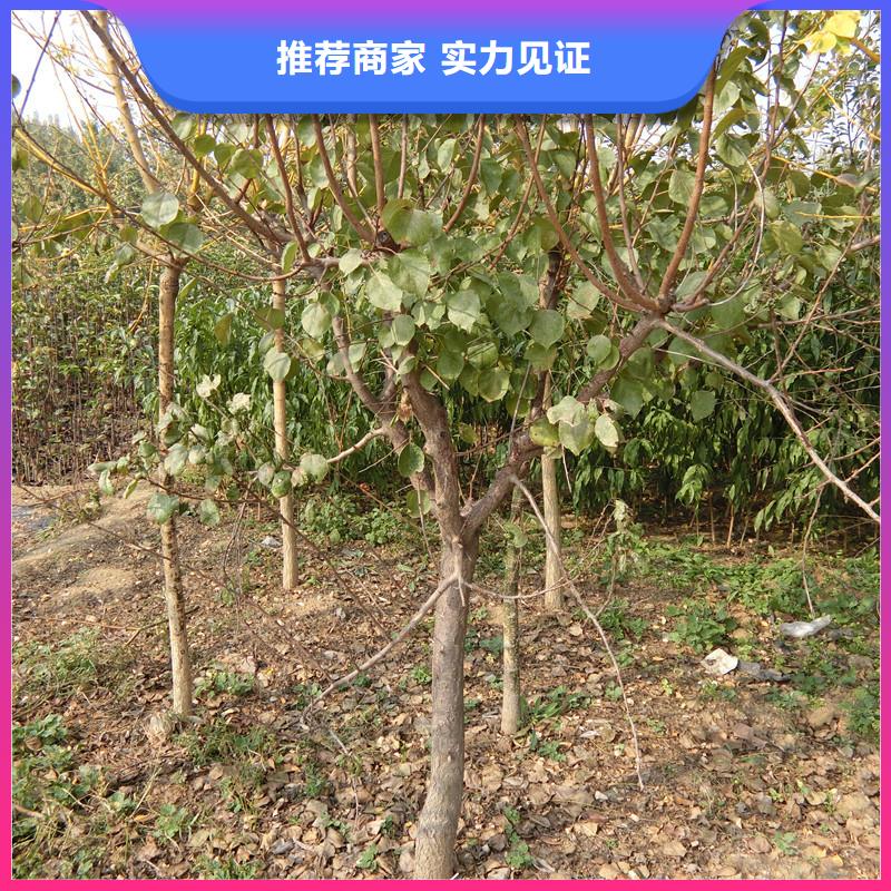 苹果苗视频-苹果苗|唐山市|古冶|迁安|廊坊|秦皇岛|邯郸|张家口
