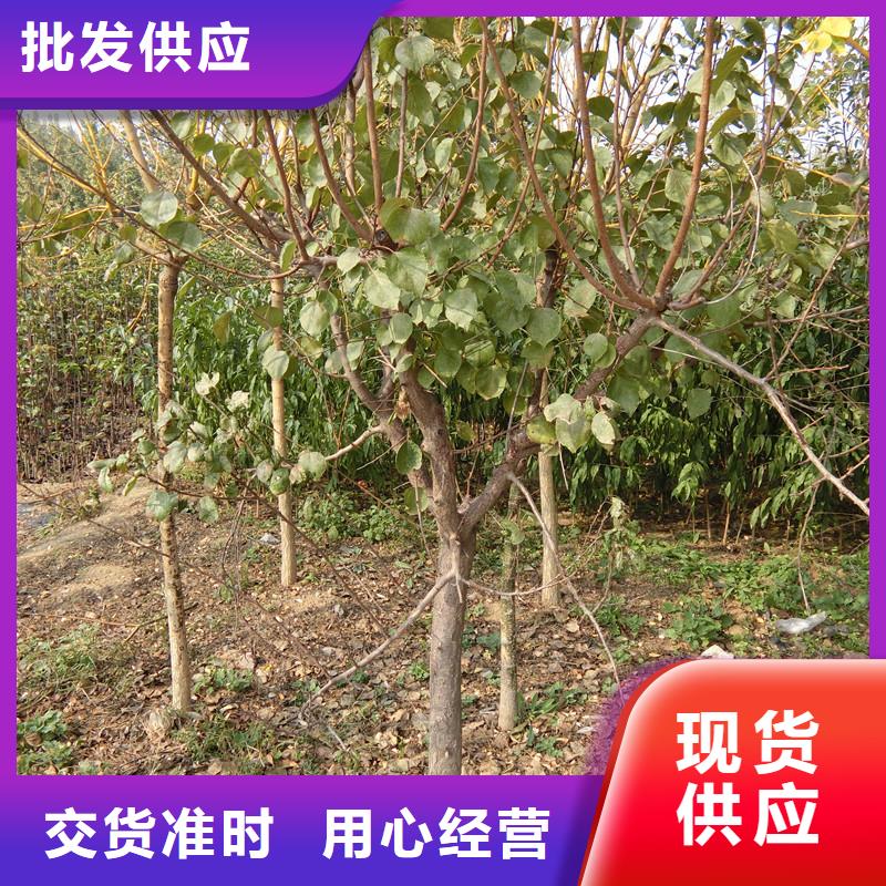 杏苹果苗质量层层把关