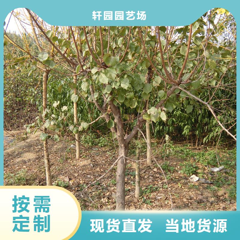【 杏 无花果苗厂家技术完善】-可发货到路南|路北|邯郸|邢台|承德|石家庄|保定|沧州