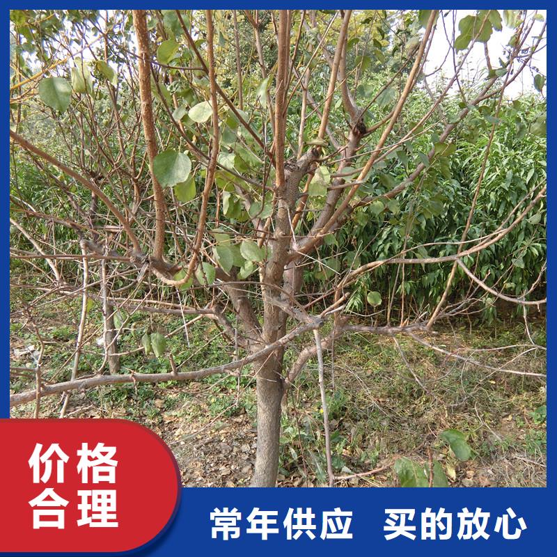 苹果苗视频-荆门市苹果苗-此地可服务区域掇刀|钟祥|咸宁|恩施|十堰|鄂州|宜昌