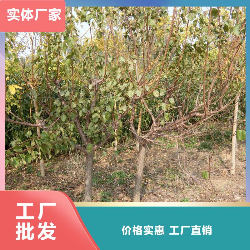 轩园苹果苗杏【樱桃苗】物美价优