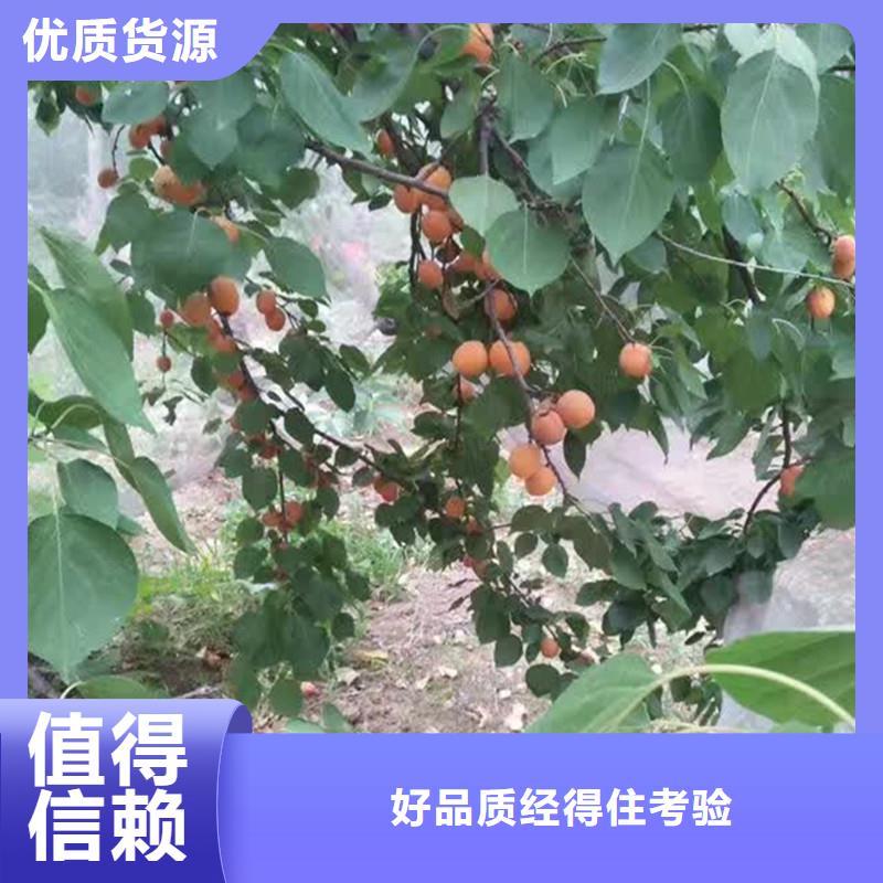 苹果苗视频-苹果苗|唐山市|古冶|迁安|廊坊|秦皇岛|邯郸|张家口