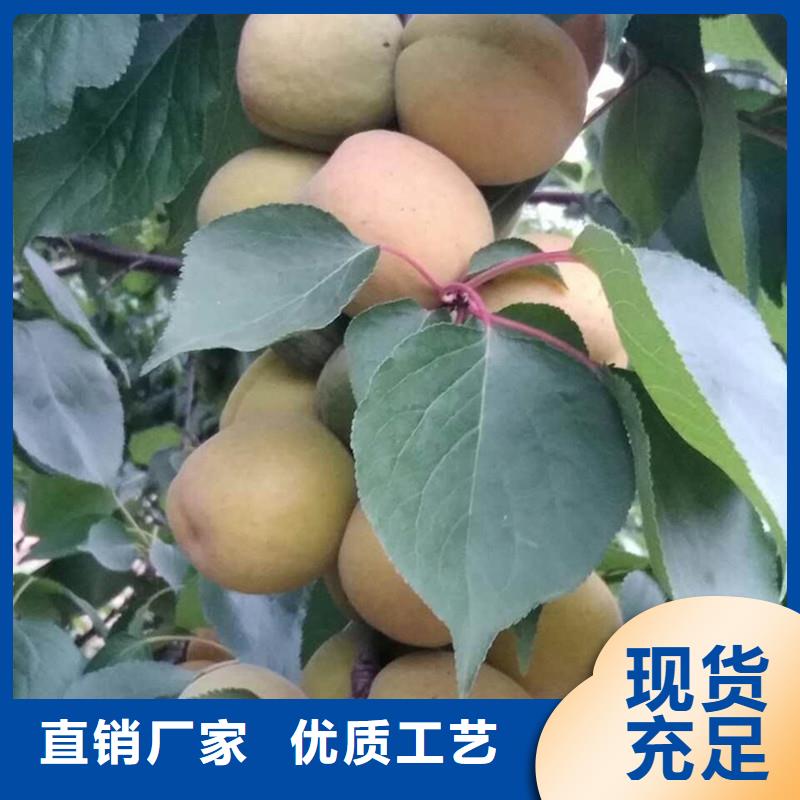 苹果苗视频-荆门市苹果苗-此地可服务区域掇刀|钟祥|咸宁|恩施|十堰|鄂州|宜昌