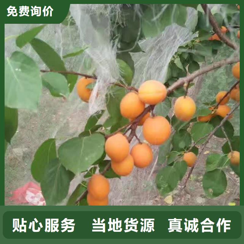 杏苹果苗质量层层把关
