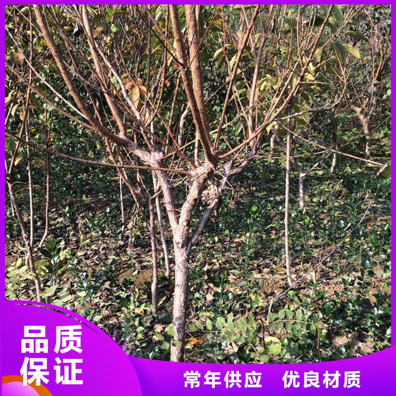 【 杏 无花果苗厂家技术完善】-可发货到路南|路北|邯郸|邢台|承德|石家庄|保定|沧州