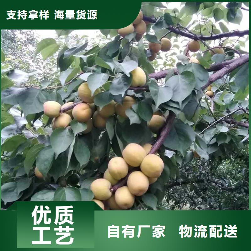 苹果苗视频-苹果苗|唐山市|古冶|迁安|廊坊|秦皇岛|邯郸|张家口