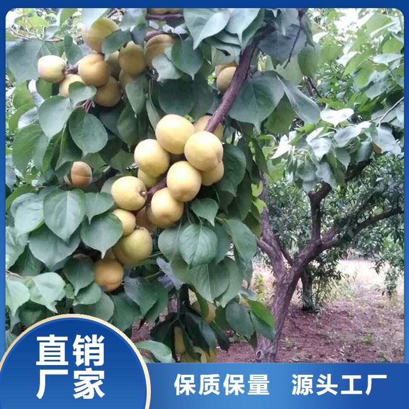 苹果苗视频-荆门市苹果苗-此地可服务区域掇刀|钟祥|咸宁|恩施|十堰|鄂州|宜昌