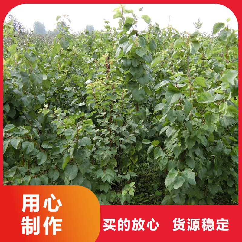 轩园苹果苗杏【樱桃苗】物美价优