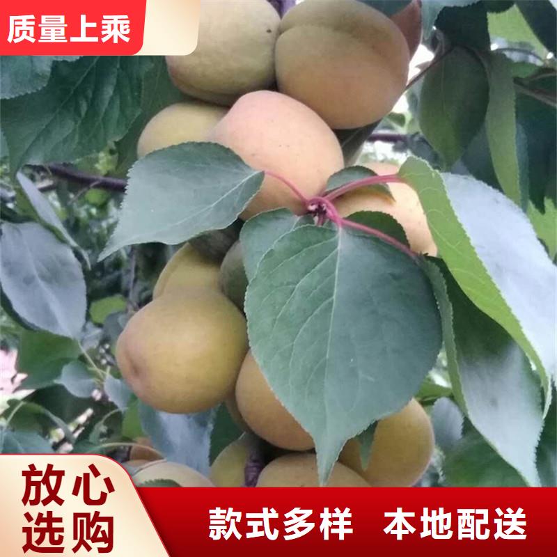 杏苹果苗满足多种行业需求