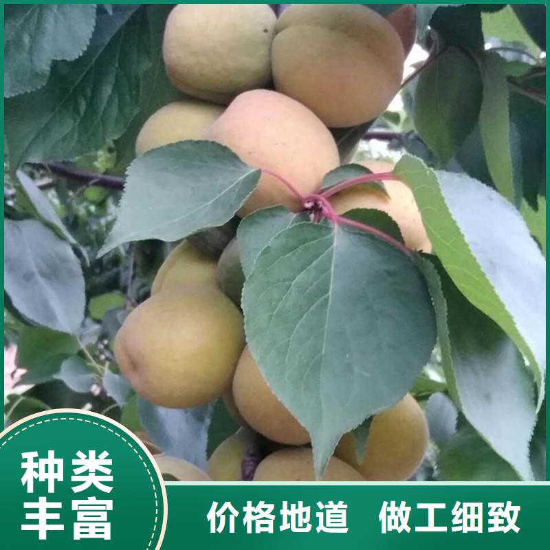 【 杏 无花果苗厂家技术完善】-可发货到路南|路北|邯郸|邢台|承德|石家庄|保定|沧州
