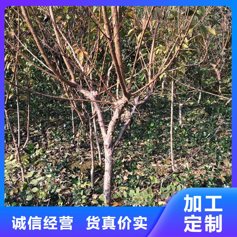 杏-板栗苗专业品质