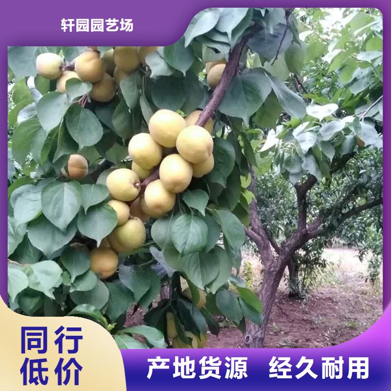 杏蓝莓苗批发货源