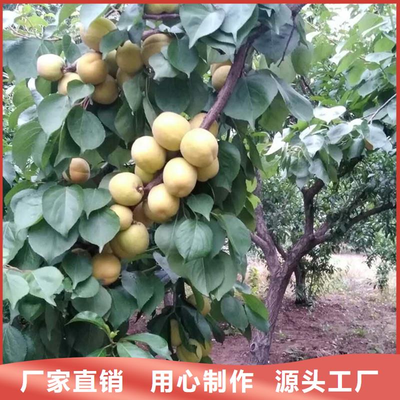 杏-板栗苗专业品质