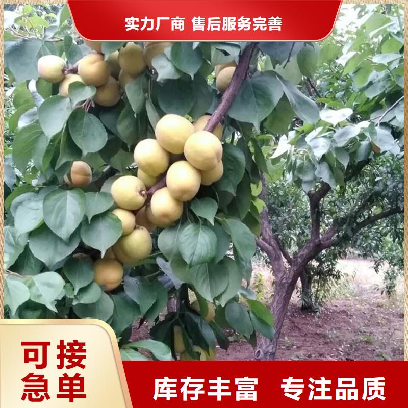 【 杏 无花果苗厂家技术完善】-可发货到路南|路北|邯郸|邢台|承德|石家庄|保定|沧州