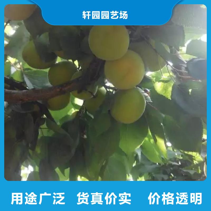 苹果苗视频-荆门市苹果苗-此地可服务区域掇刀|钟祥|咸宁|恩施|十堰|鄂州|宜昌