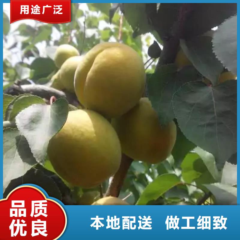 苹果苗视频-荆门市苹果苗-此地可服务区域掇刀|钟祥|咸宁|恩施|十堰|鄂州|宜昌