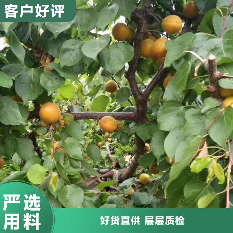 【 杏 无花果苗厂家技术完善】-可发货到路南|路北|邯郸|邢台|承德|石家庄|保定|沧州