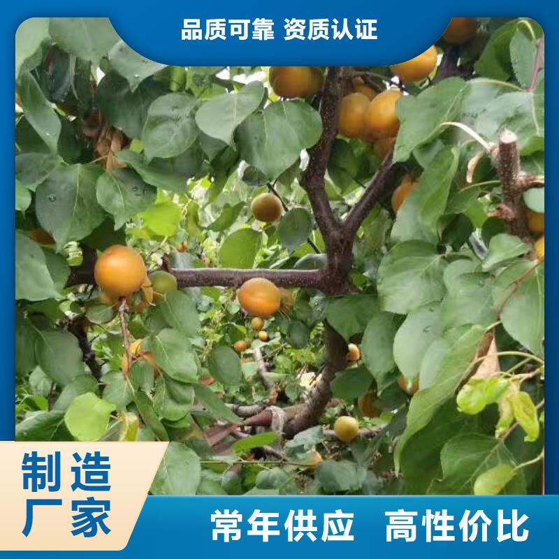 苹果苗视频-黔西南|黔南|贵阳|安顺|黔东南|遵义轩园苹果苗_ 轩园园艺场(贵州省分公司)