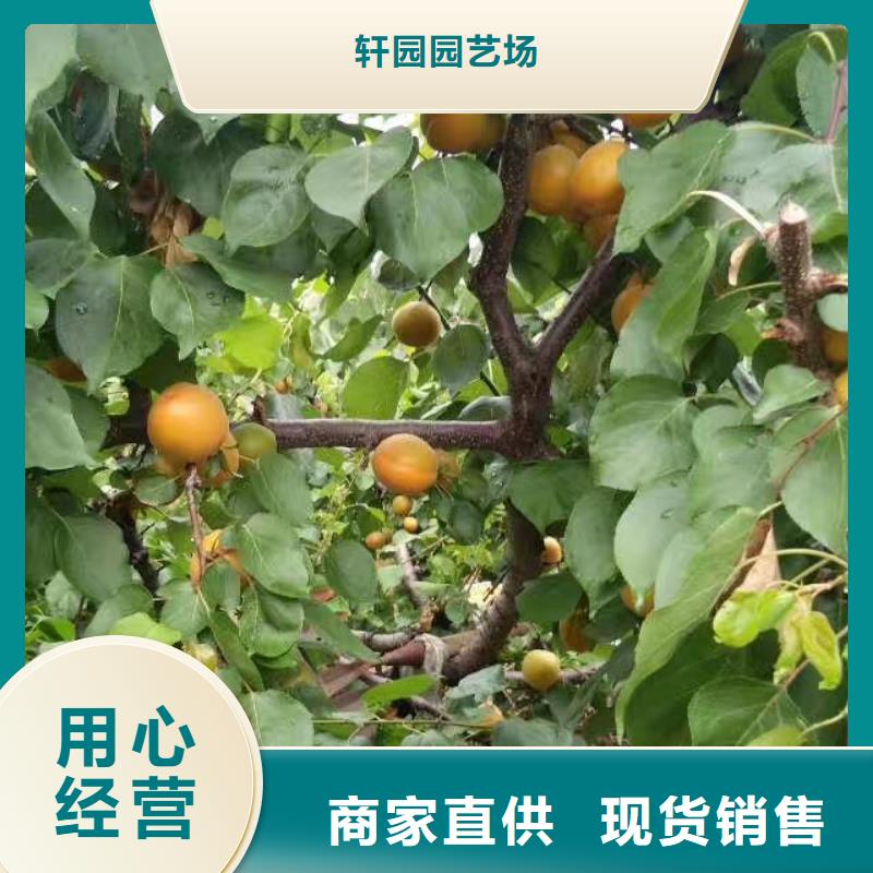 杏-板栗苗专业品质