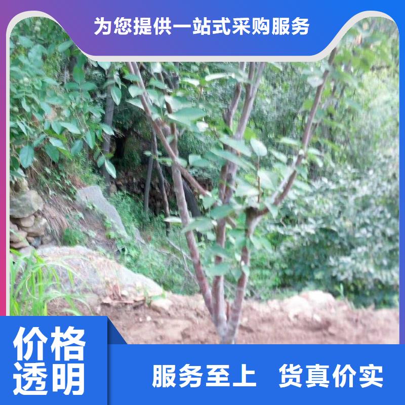 苹果苗视频-黔西南|黔南|贵阳|安顺|黔东南|遵义轩园苹果苗_ 轩园园艺场(贵州省分公司)