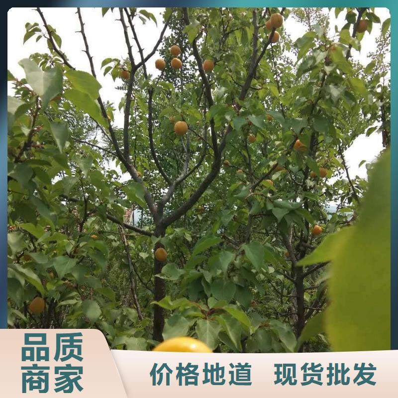 轩园苹果苗杏【樱桃苗】物美价优