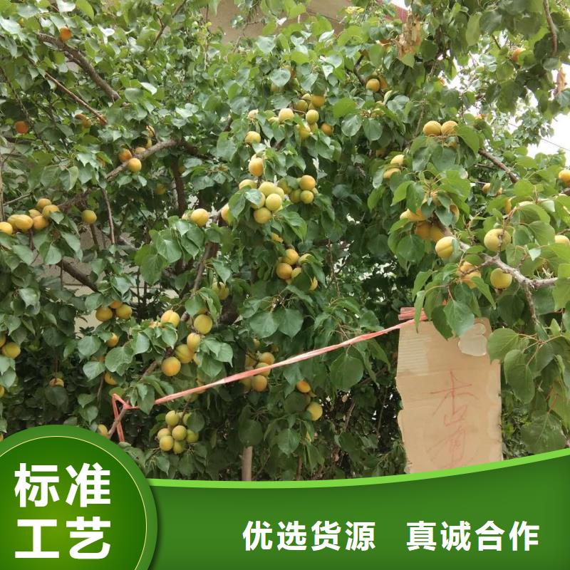 杏-板栗苗专业品质